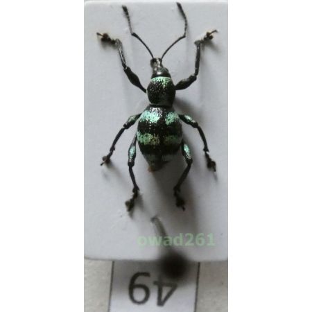 Neopyrgops sp. Heller, 1913 Philippines49